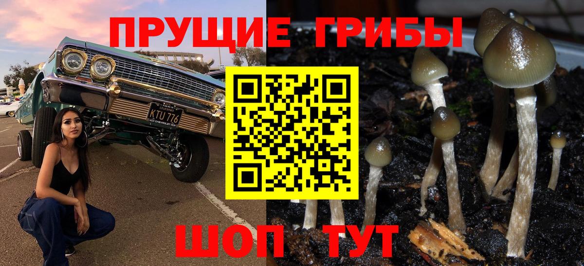 Галлюциногенные грибы Psilocybe Чехов